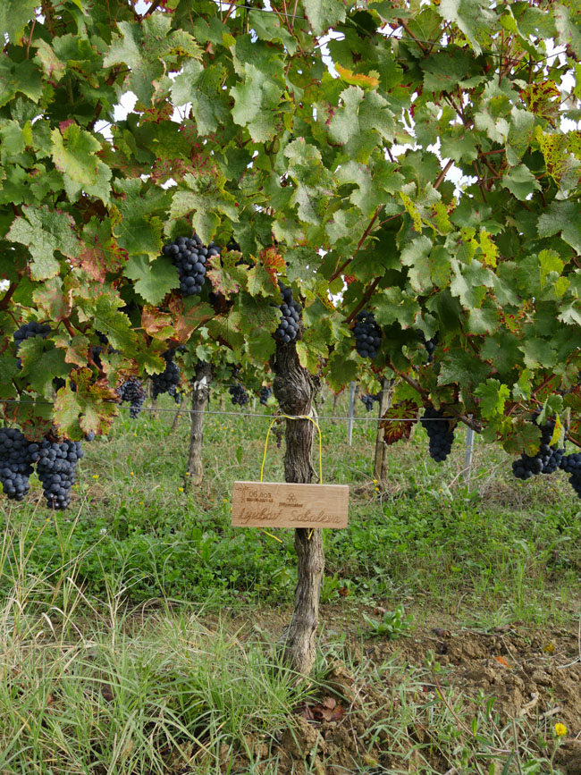 Виноградник на урожай